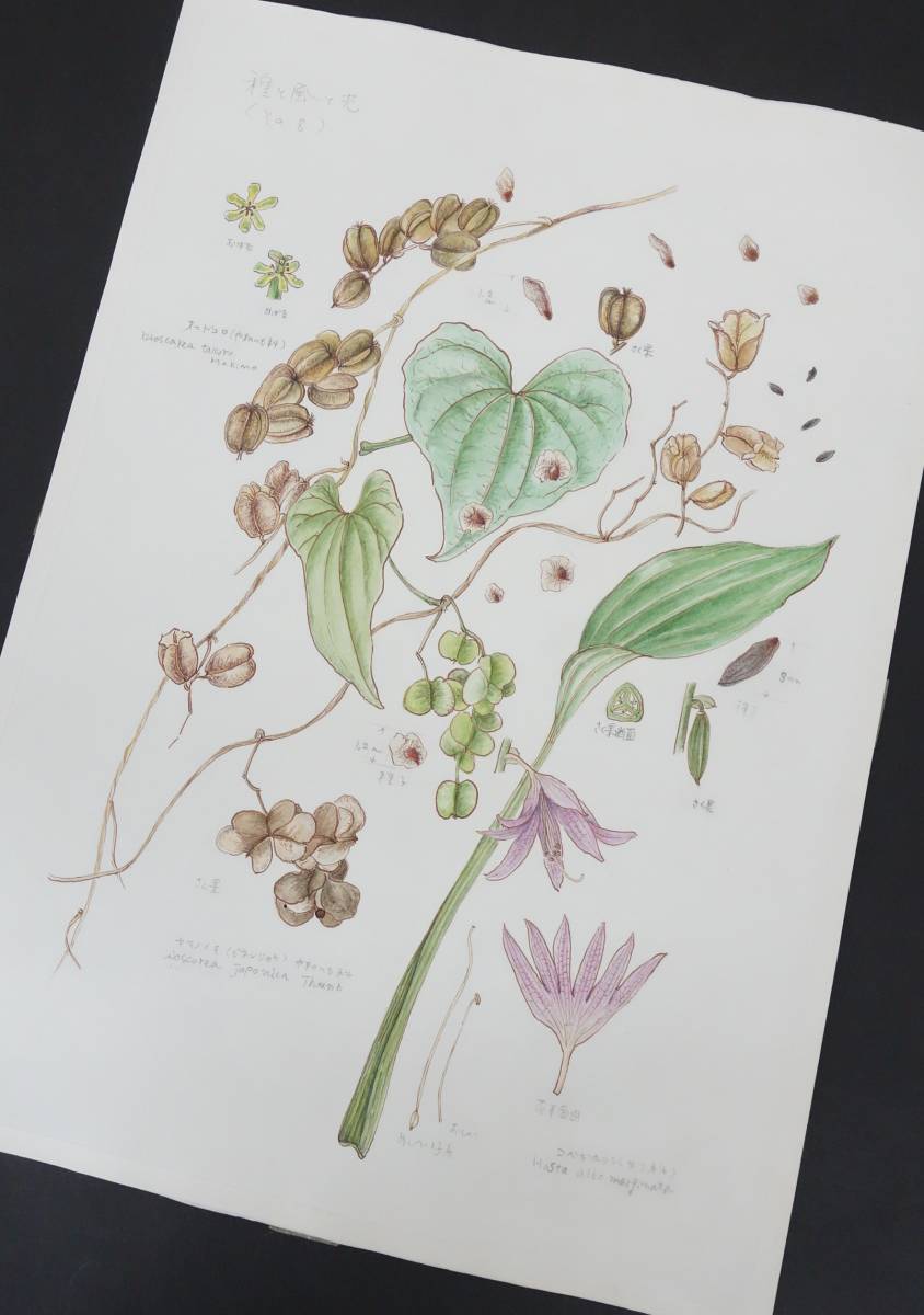 Modern Art Art*Botanical Art Botanical Painting Handwritten Authenticity Guaranteed*Work Title Seeds, Wind, Light, and Dioscorea etc.*Author Funaseko Yoshie, painting, watercolor, Nature, Landscape painting