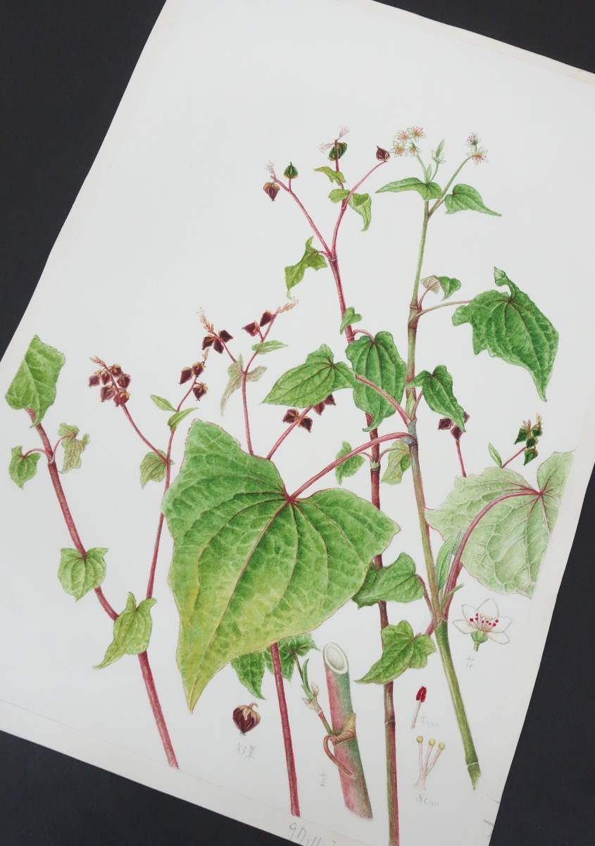 الفن الحديث الفن * الفن النباتي النباتي الفن النباتي الأصالة المضمونة * اسم العمل Shakurisoba Akachiri Soba * Funaseko Yoshie, تلوين, ألوان مائية, طبيعة, رسم مناظر طبيعية