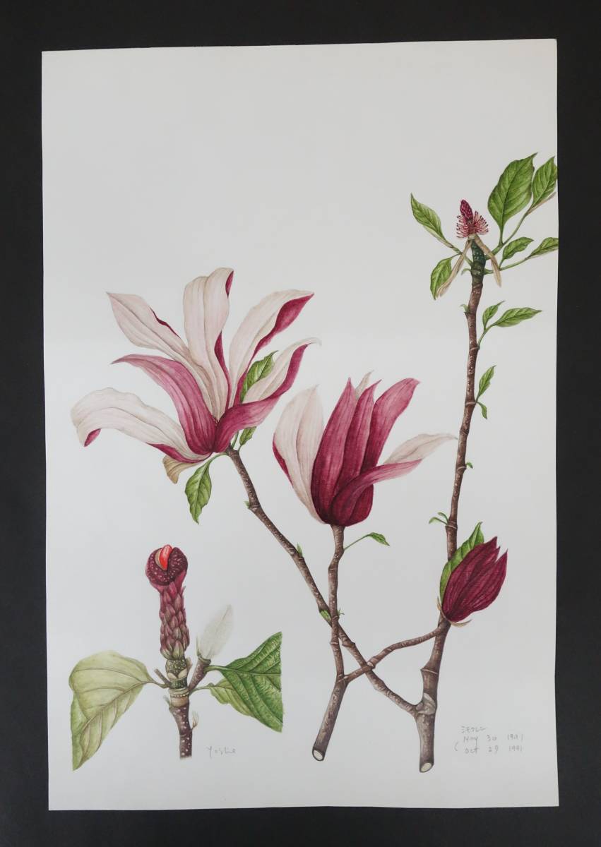 2023年最新】ヤフオク! -木蓮 絵画の中古品・新品・未使用品一覧