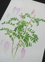 近代芸術　アート＊BOTANICAL　ボタニカルアート　植物画　真作保証＊作品名　チシマゲンゲ　千島紫雲英＊作者　船迫吉江　Funaseko Yoshie_画像1