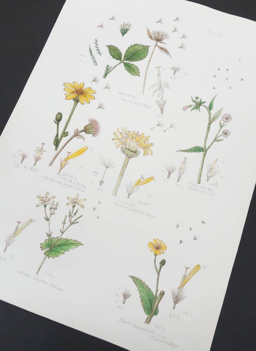 Modern Art *Botanical Art Botanical Painting Handwritten Authenticity Guaranteed *Work Title Seeds, Wind, Light and Okera Himedion etc.*Author Funaseko Yoshie, painting, watercolor, Nature, Landscape painting