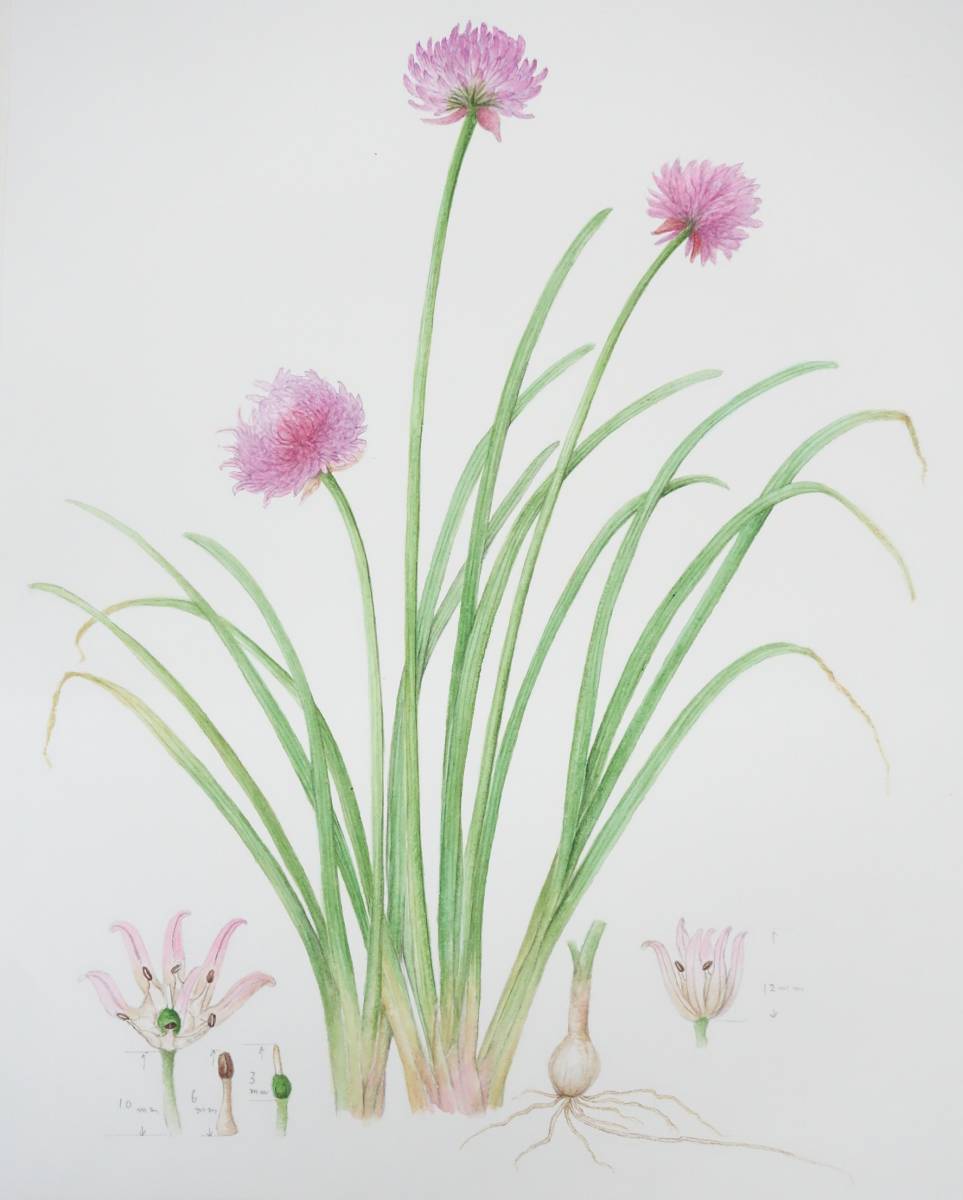 现代艺术艺术*植物艺术植物画手写真品保证 *作品名称 Ezone Onion Chive *作者 Funaseko Yoshie, 绘画, 水彩, 自然, 山水画