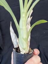 洋蘭原種　Catasetum sanguineum 大きめ_画像4