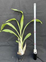 洋蘭原種　Catasetum sanguineum 大きめ_画像7