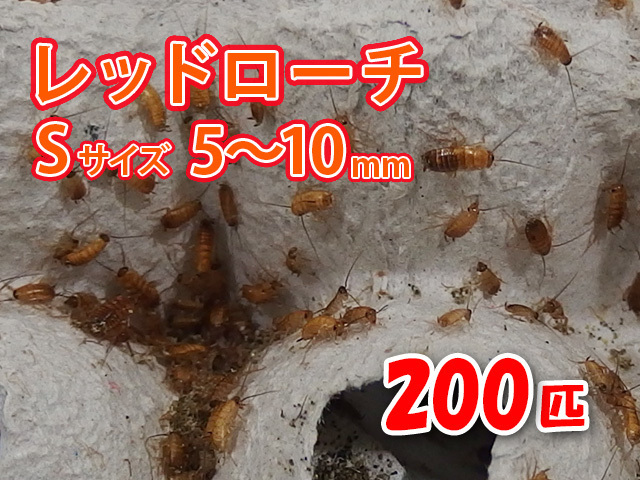 注目ショップ 爬虫類両生類情報誌 クリーパー 創刊号 趣味/スポーツ