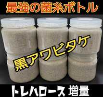 極上！黒アワビタケ菌糸瓶　500ml ニジイロクワガタにお薦め！オオクワ、ヒラタの初令、2令にも最適なボトルサイズ　特殊アミノ酸強化配合_画像1