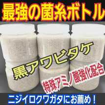 極上！黒アワビタケ菌糸瓶　500ml ニジイロクワガタにお薦め！オオクワ、ヒラタの初令、2令にも最適なボトルサイズ　特殊アミノ酸強化配合_画像1