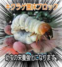 カブトムシ幼虫の栄養強化に抜群　特大3500cc　キクラゲ菌床　ブロックのままマットに埋め込むだけでモリモリ食べる！クワガタの産卵床にも_画像9