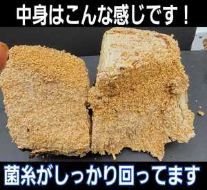 カブトムシ幼虫の栄養強化に抜群　特大3500cc☆キクラゲ菌床ブロック☆ブロックのままマットに埋め込むだけ！クワガタの産卵床にも使える！