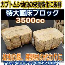 カブトムシ幼虫の栄養強化に抜群！特大3500cc☆キクラゲ菌床【2個】ブロックのままマットに埋め込むだけ！　クワガタの産卵床にも使える！_画像1