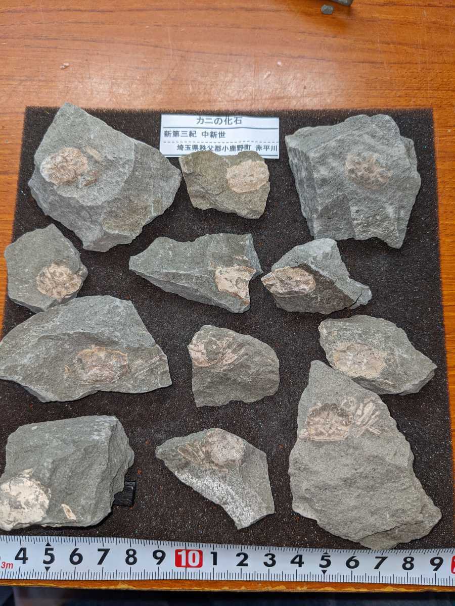 爆買い! 希少 サルコスクスの歯 ワニ 恐竜 化石 白亜紀 ニジェール