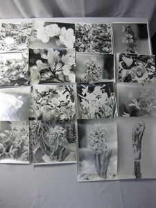 アンティーク 白黒写真 花