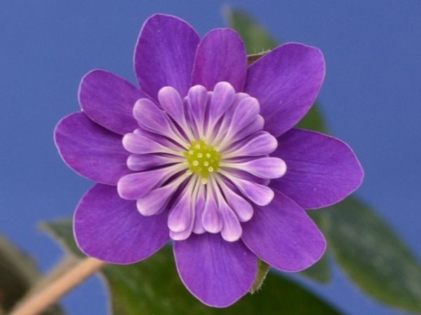 雪割草 交配種『彩宝系 整形白覆輪複色二段唐子千重咲き分け 春の輝 ...