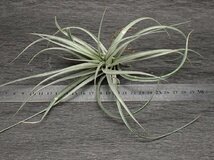 Tillandsia eltoniana チランジア・エルトニアナ★エアプランツTI★第四種送料無料★税別1円～!!_画像3