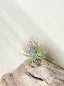 [Frontier Plants]chi Ran jia* Io naan ta* -stroke liktaT. ionantha var. stricta air plant brome rear 