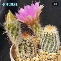 種子１０粒 エキノケレウス オクラホメンシス 多肉植物 サボテン Echinocereus oklahomensis HK1844 実生用_画像3