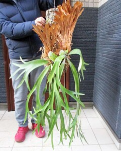 [ reality goods ] cork attaching pra tikeliumwi Lynn key hanging lowering type ( staghorn fern ) Platycerium WK