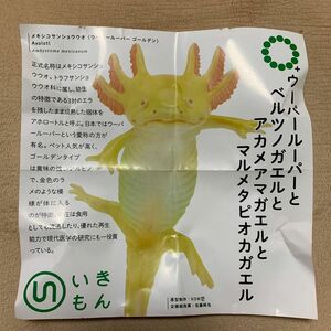 ウーパールーパーとベルツノガエル ウーパールーパーボールチェーン