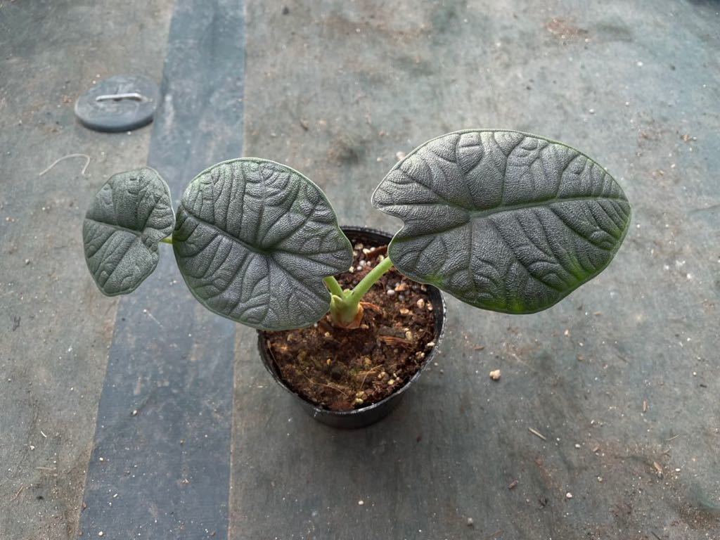 ヤフオク! -「アロカシア メロ」(観葉植物) の落札相場・落札価格