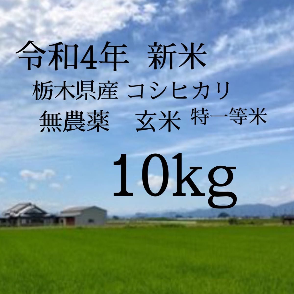 最大93％オフ！ 新米•令和4年産新潟コシヒカリ小分け3袋 農家直送 玄米
