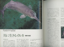 ■緑と水のひろば　第39号　［特集：東京の和館和庭］検：ヨウスコウカワイルカ・ムサシノキスゲ_画像2