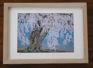 Art hand Auction 人気★中島千波★【醍醐の枝垂桜】貴重な画集から新品額装, 絵画, 日本画, 花鳥, 鳥獣