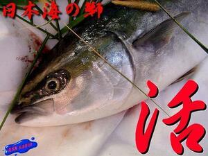 to. length!! [ yellowtail * is inset 2kg rank ] mountain ... production ASK lucky bag translation business use 