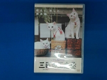 DVD いやし猫DVD 猫侍 三匹の玉之丞_画像1