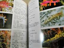 !即決! 1171種,1258枚のカラー生態写真掲載「海洋生物ハンドブック」益田 一_画像4