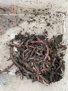 Wmskiix7zy Mm Wmskiix7zy Mm