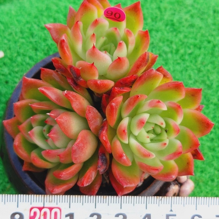 ヤフオク! -多肉植物 韓国苗(サボテン)の中古品・新品・未使用品一覧 ヤフオク! -多肉植物 韓国苗(サボテン)の中古品・新品・未使用品一覧