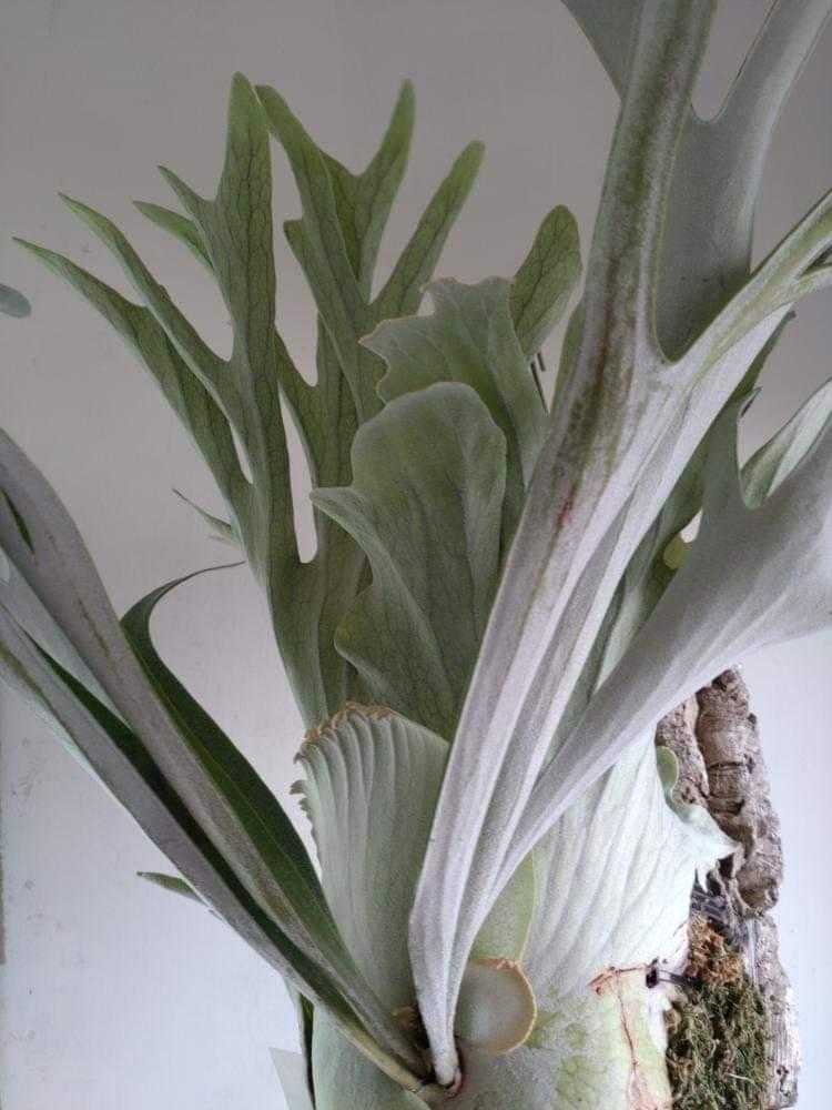 ビカクシダP.veitchii×P.diversifolium 交配種 子株 www.fongc.org