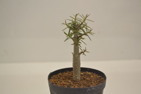 希少種 ユーフォルビア スピネア スピナエ 発根済み × ノウ 朝焼け ...