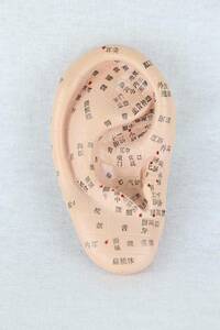 ☆格安　人体模型 耳 耳つぼ模型 反射区模型 耳模型13cm ジュエリー教材