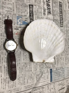 * scallop shell . length shell, buying roasting miso for 