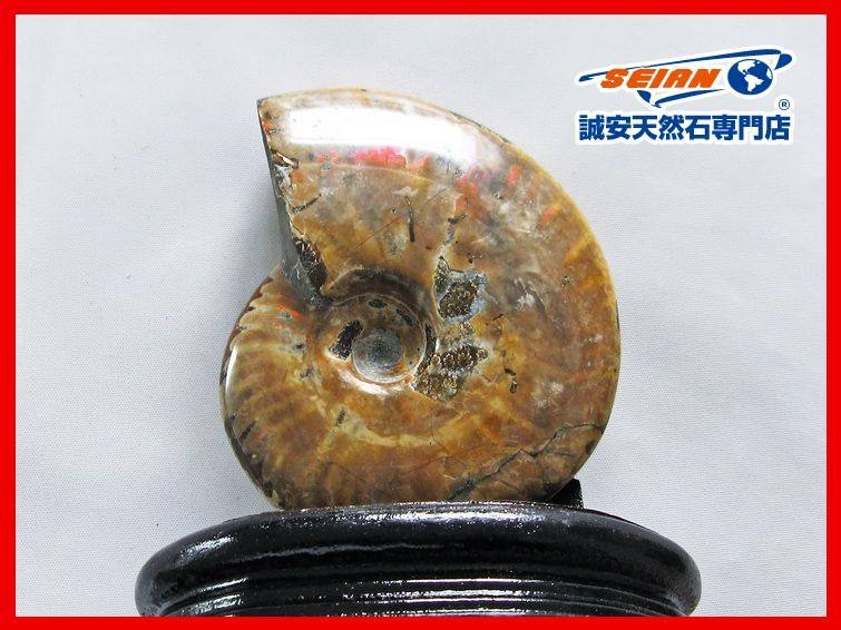 在庫有】 特大 美品 オウムガイ 標本 thecarestaff.com