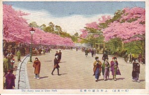 ♯S5絵葉書　（花の東京）　上野公園の櫻花