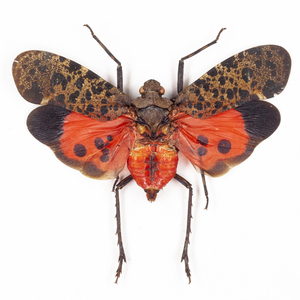 P. bimaculata 16 赤系ハゴロモ標本 カリマンタン島