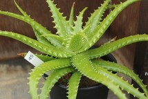 45　アロエ　ドロセアエ（Aloe dorotheae）　★カキコ繁殖苗_画像1