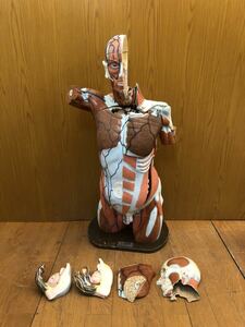 * Kyoto science * human body model *M-100 type?* human body anatomy model * specimen *KYOTO KAGAKU* total length approximately 105cm* medicine * solid * display objet d'art *SR(K639)