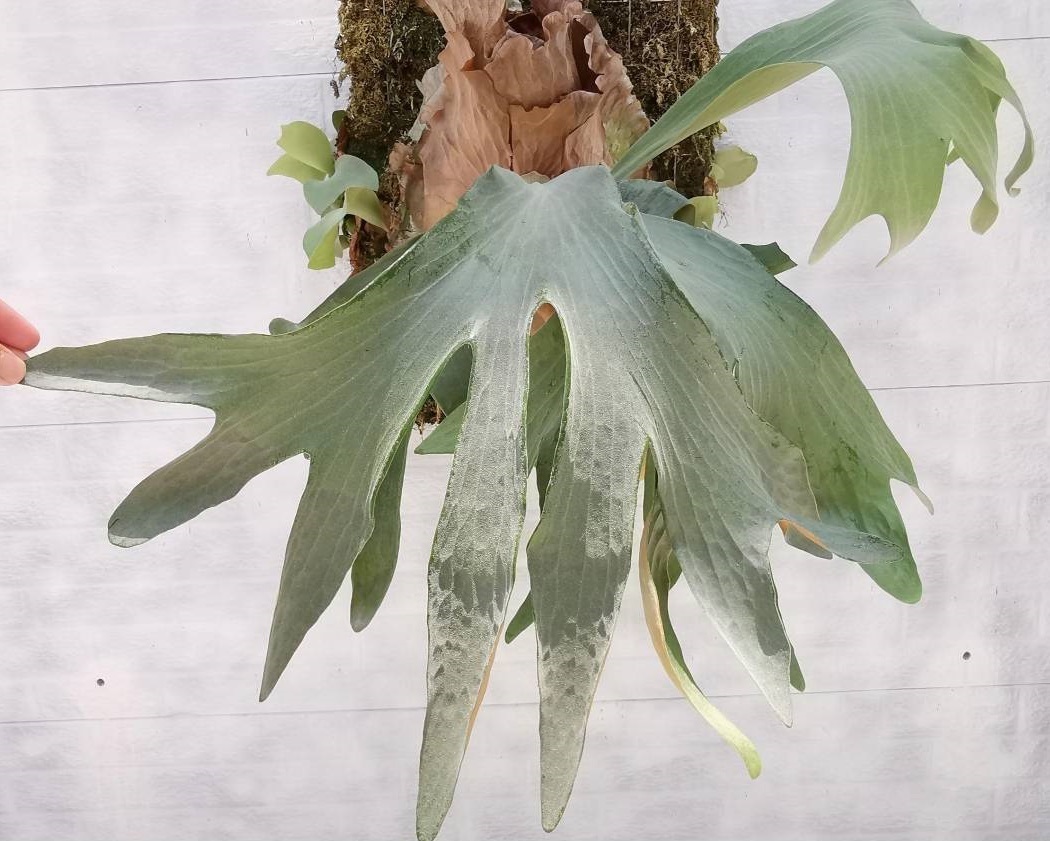 気質アップ ビカクシダ シルバーベルベット 大株 植物/観葉植物