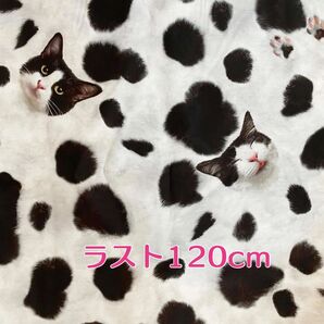 ラスト 生地 ハチワレ猫 コットン100% 120cm