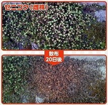 コケそうじ ゼニゴケ専用濃縮液 500ml パネフリ工業_画像3