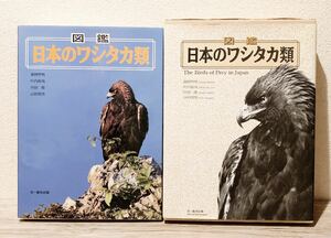  иллюстрированная книга японский wa внизу ka вид лес холм освещение . ястреб документ один обобщенный выпускать 