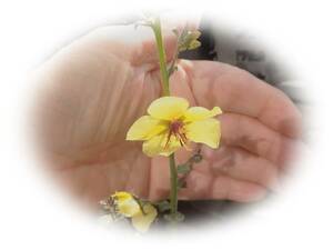 エサシソウ　黄色　20粒　江差草　キバナモウズイカ　バーバスカム　5年自家採取　花が大好き