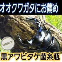 極上！黒アワビタケ菌糸瓶【2本】特殊アミノ酸強化配合！ニジイロクワガタに抜群　オオクワ、ヒラタ、ノコギリ系の初令、2令幼虫にもお薦め_画像6