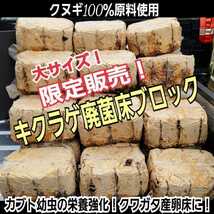 カブトムシ幼虫の栄養強化に！キクラゲ菌床【4ブロック】マットに埋めるだけで幼虫がモリモリ食べます！クワガタの産卵床にも！クヌギ100％_画像1