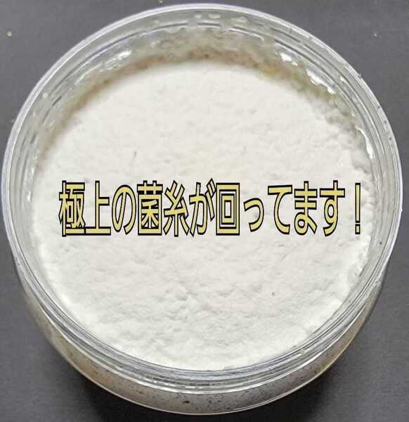 極上!黒アワビタケ菌糸瓶【5本】特殊アミノ酸強化配合!ニジイロクワガタに抜群 オオクワ、ヒラタ、ノコギリ系の初令、2令幼虫にもお薦め