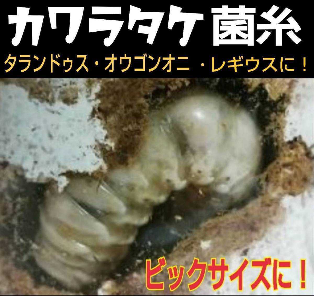 極上!カワラ菌糸瓶 特大1500ml【3本】特殊アミノ酸強化!タランドゥス・オウゴンオニクワガタ・レギュウスが巨大化!トレハロース増量 極上!カワラ菌糸瓶 特大1500ml【3本】特殊アミノ酸強化!タランドゥス・オウゴンオニクワガタ・レギュウスが巨大化!トレハロース増量