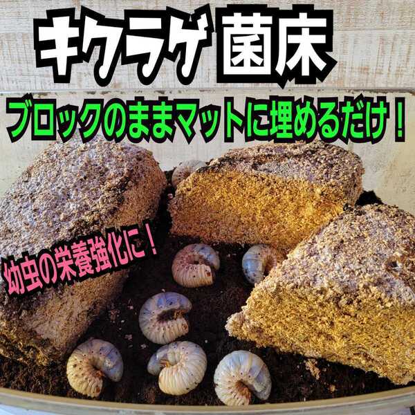 カブトムシ幼虫の栄養強化に!キクラゲ菌床【2ブロック】マットに埋めるだけで幼虫がモリモリ食べます!クワガタの産卵床にも!クヌギ100%